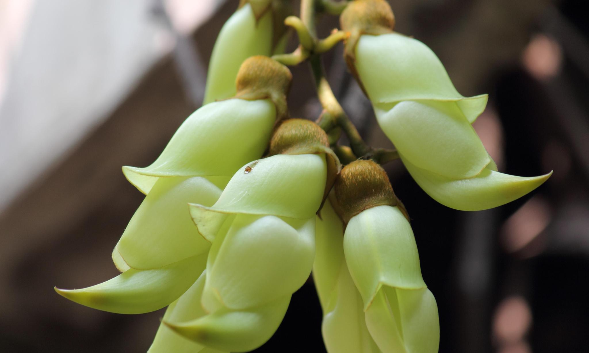 蓝雀花的养殖方法