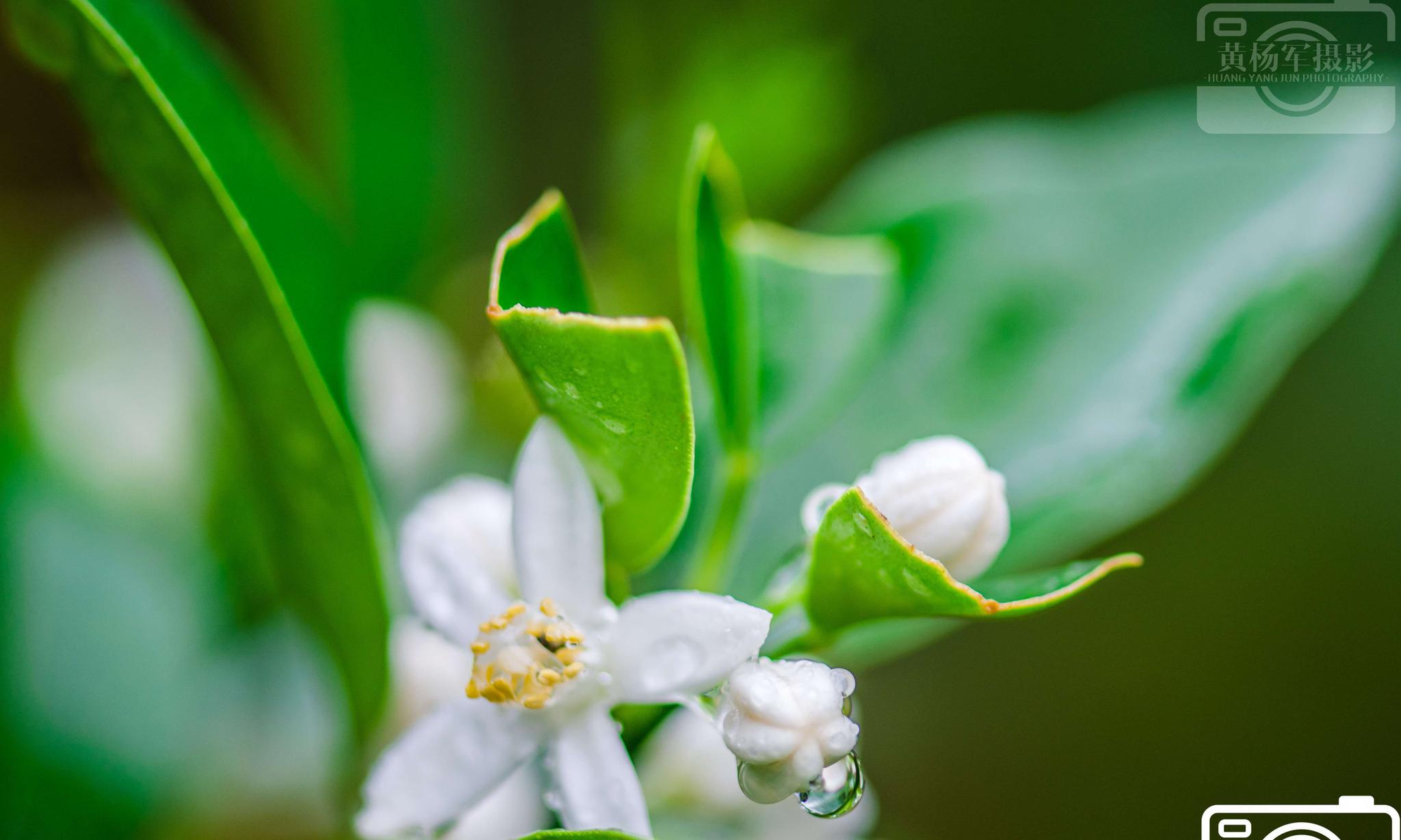 夏雨阵阵湿润了万物金桔花在雨中美丽绽放