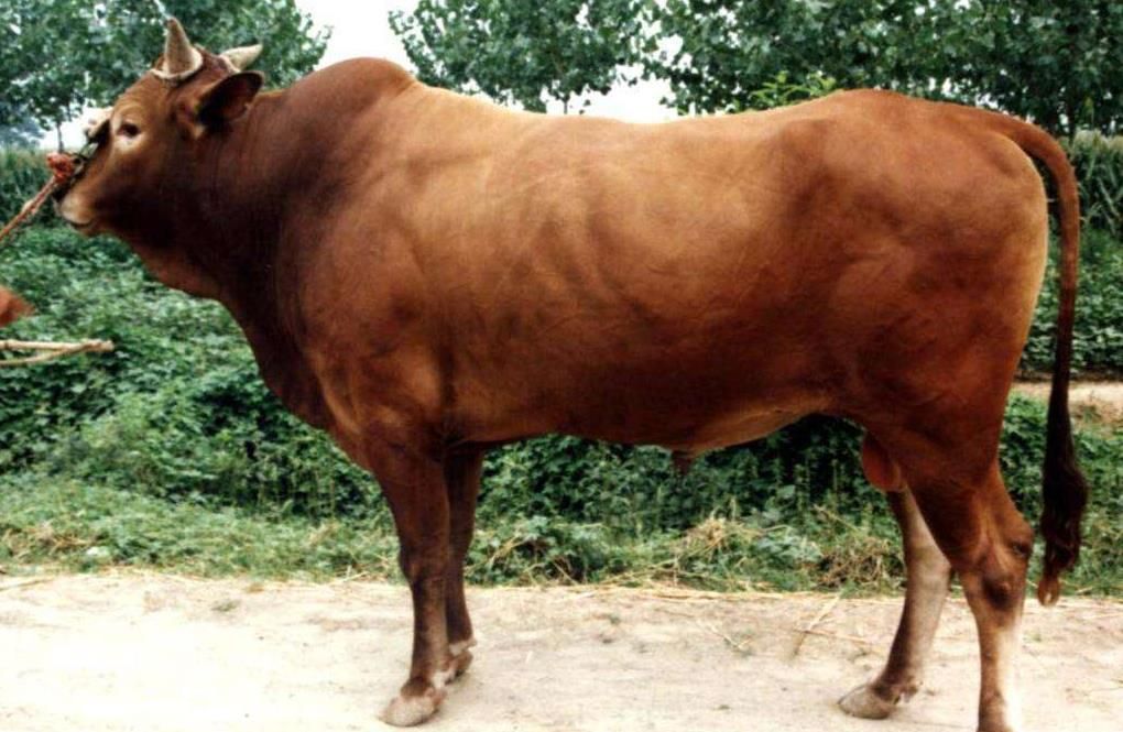 这几种来自国外的肉牛品种,产肉量高易饲养,农民可以尝试下