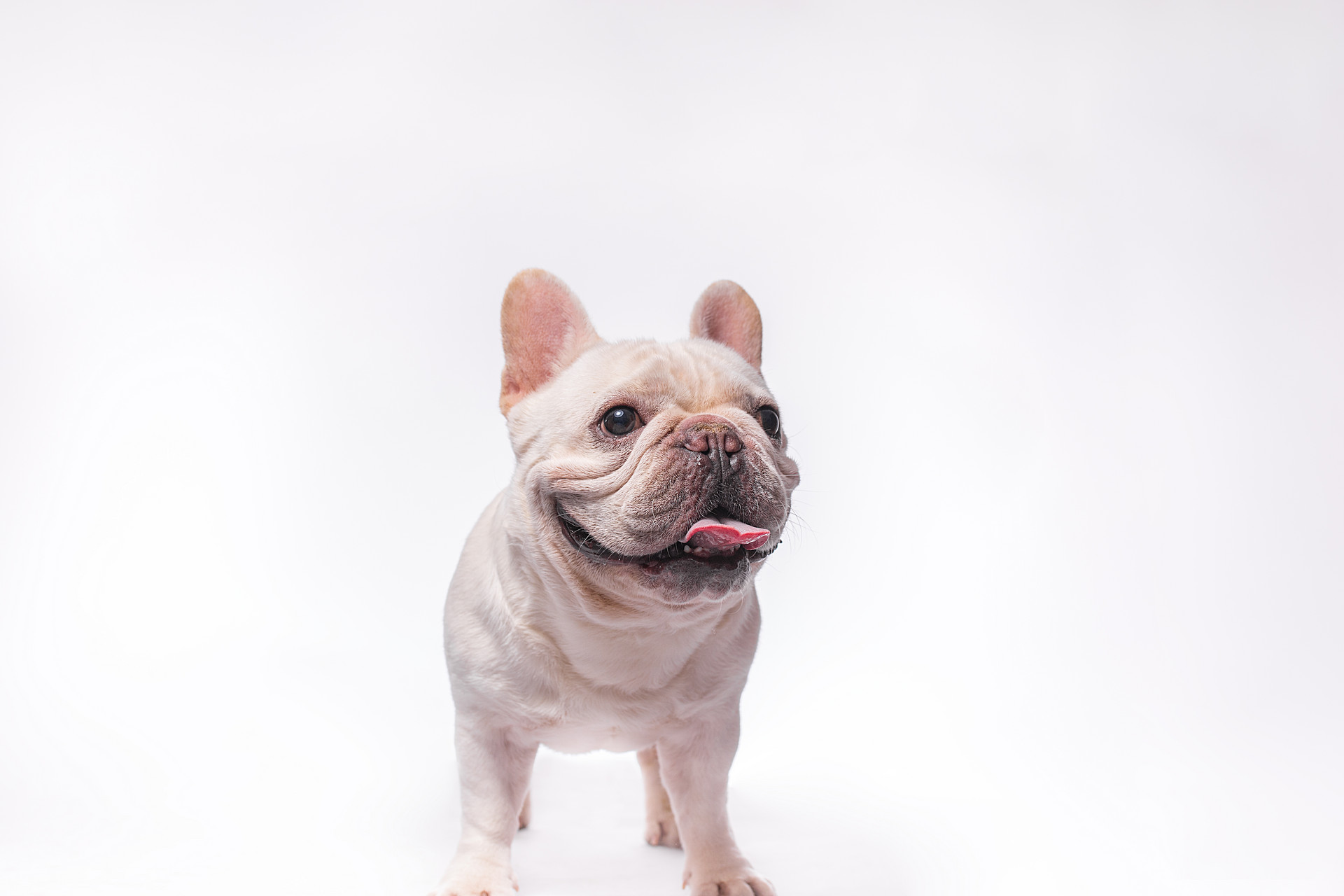 五招教你玩转动物主题类摄影|拍摄|快门速度|宠物_新浪网