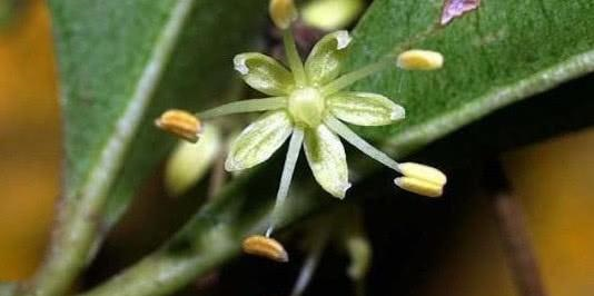 飞龙掌血又可以叫做大救驾,三文藤,牛麻簕,鸡爪簕,黄大金根等等的名字