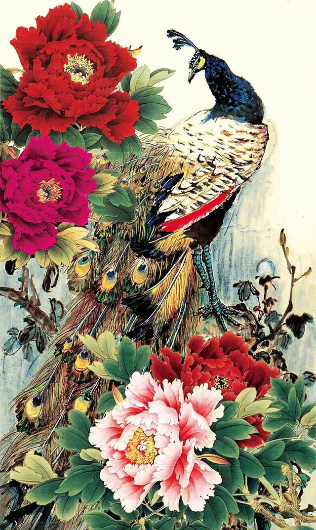 富贵花开,孔雀呈祥 (精美图集)