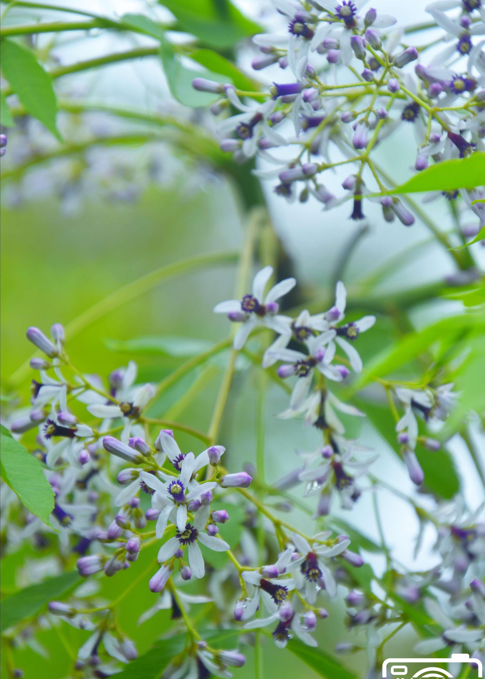 四月的春遇见苦楝花开的美