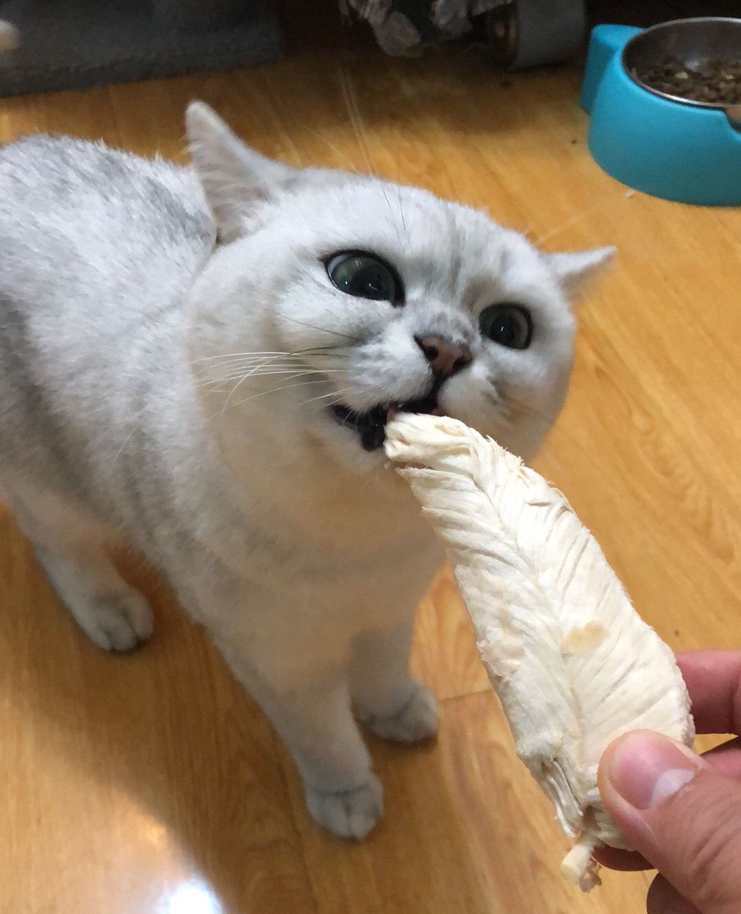 冻干鸡胸肉,小猫咪无法抗拒的美食诱惑!