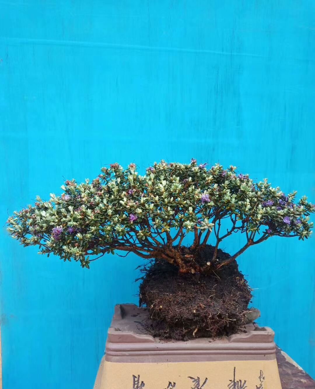 婷婷玉立的米叶小杜鹃桩子很受青睐,喜欢!