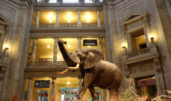 美国国立自然史博物馆 美国国立自然史博物馆