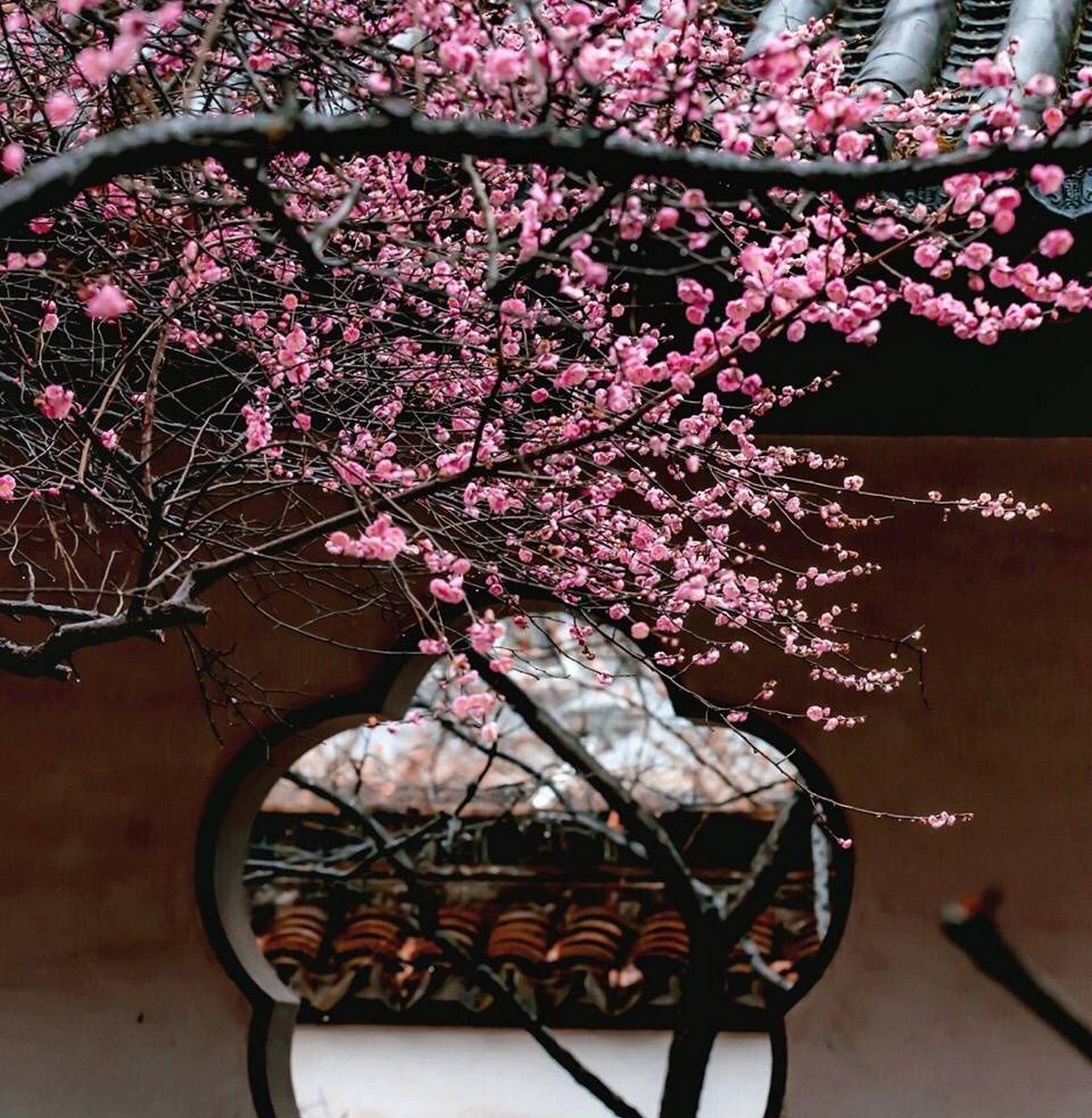 墙角数枝梅凌寒独自开梅影寻踪诗画合璧的梅花图集