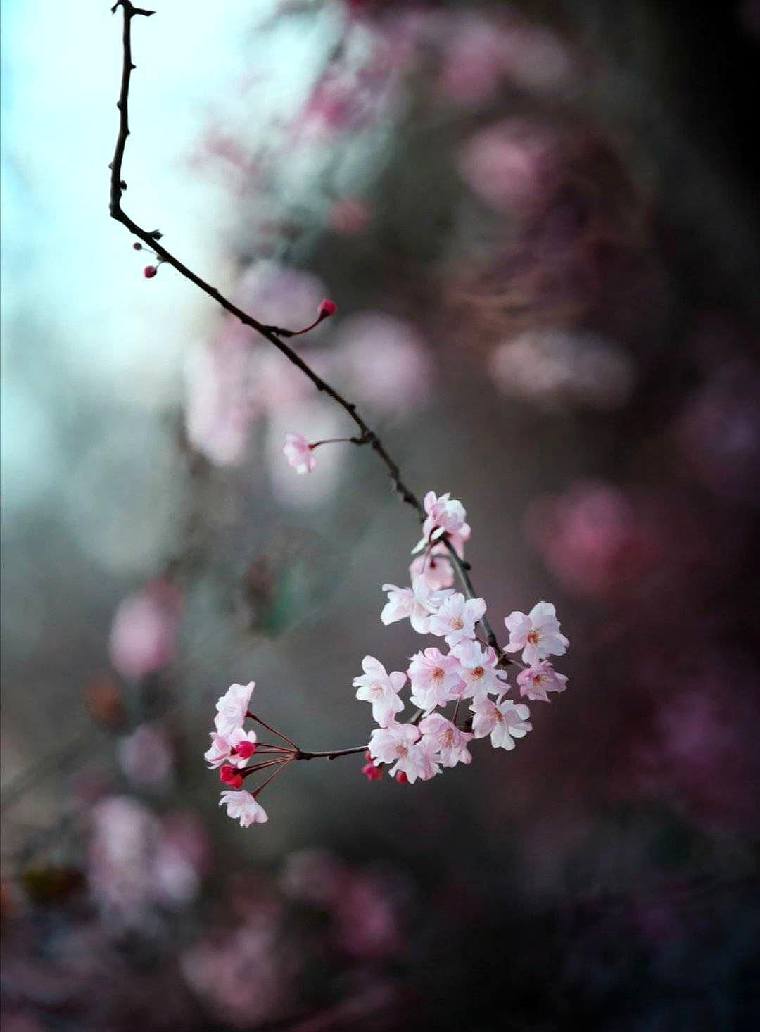 唯美古风春幡春胜一阵春风吹酒醒