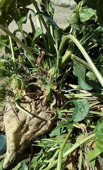 在民勤农村有这样一种蔬菜,叫糖萝卜,你吃过吗