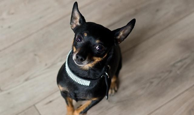 迷你杜宾犬:体型较小活泼好动,自尊心相当强烈,值得主人呵护!