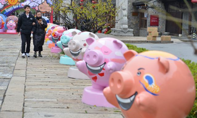 南京:25只"萌猪"排队迎新年 呆萌可爱备受青睐