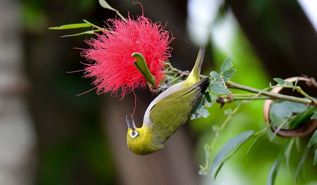 绣眼鸟多少钱一只,理想绣眼鸟的九大品相特征