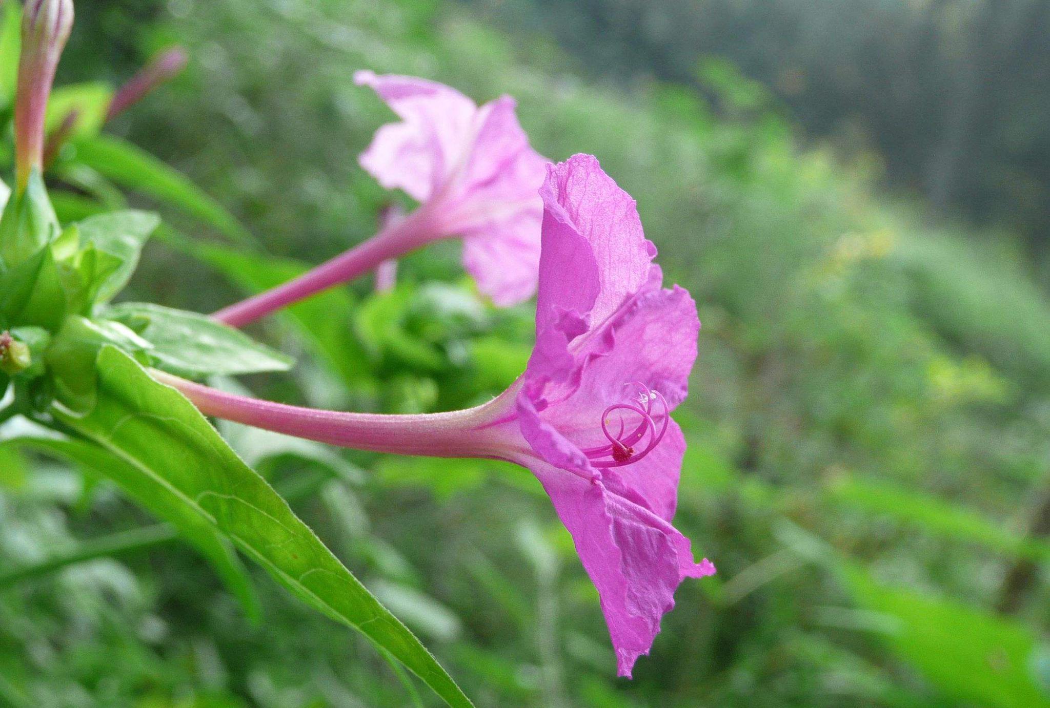 童年的乡下,家家门口都有一大片的胭脂花,开得沸沸扬扬