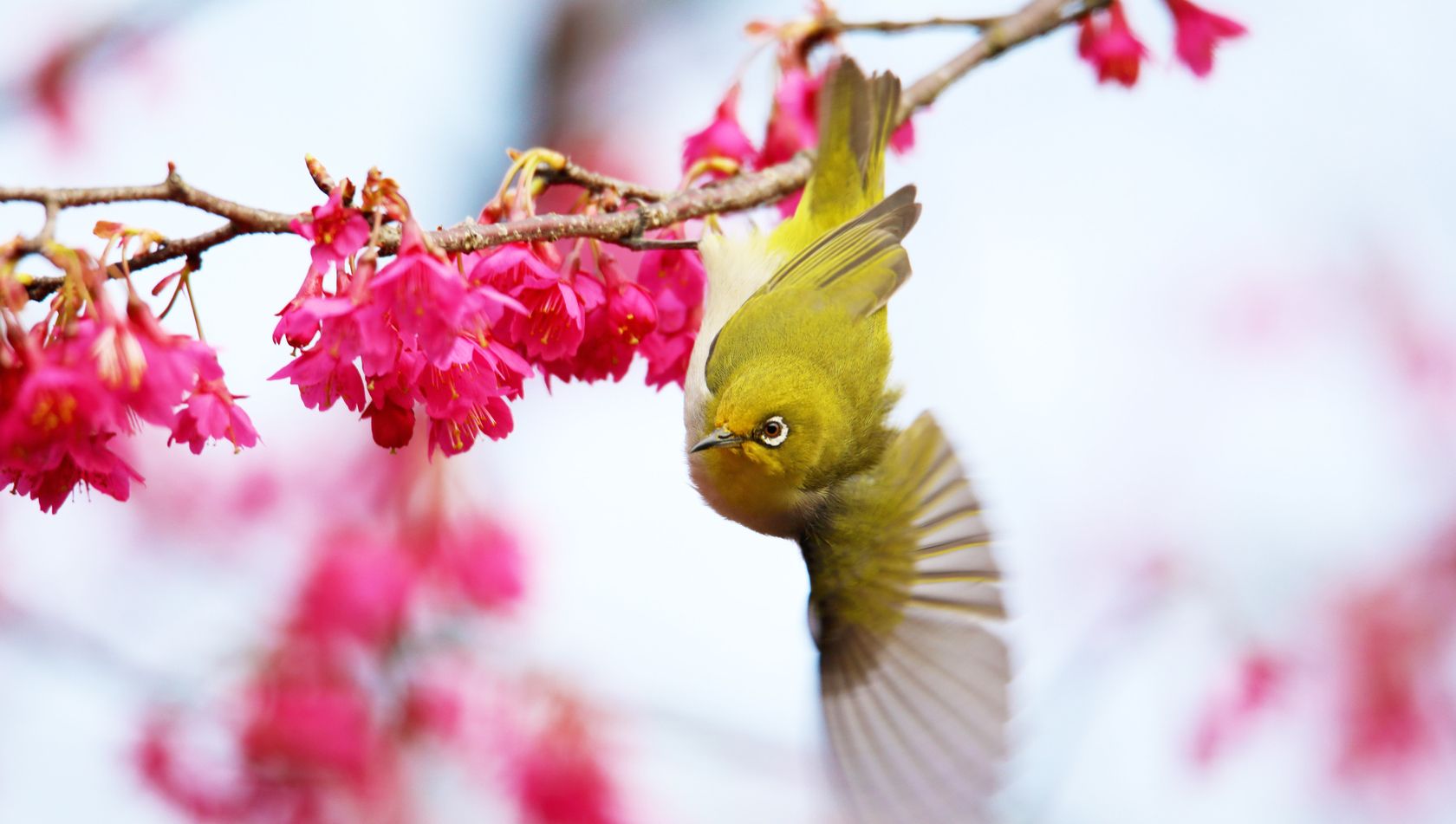 绣眼鸟多少钱一只,理想绣眼鸟的九大品相特征