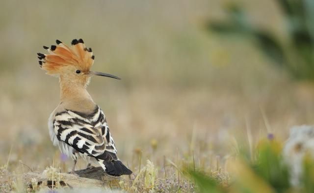 戴胜鸟头部的羽毛是亮点,非常的帅气美丽_高清图集_新浪网
