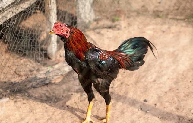 斗鸡的形态特征有哪些呢?快来了解一下吧!保证有用