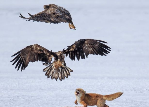 实拍:飞禽与走兽为了食物而展开血腥厮杀,谁才是最后赢家?