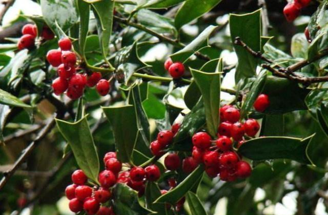 这种树人称"鸟不落",农村当成柴火烧,城里一棵却能卖上百元