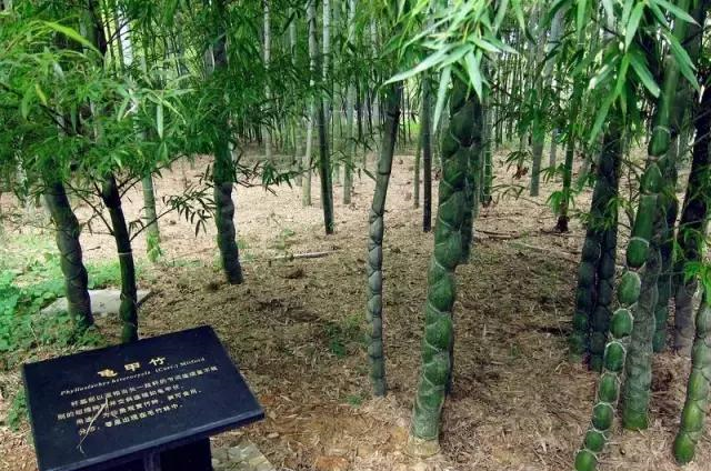 中国竹子去哪儿看, 浙江安吉竹博园!