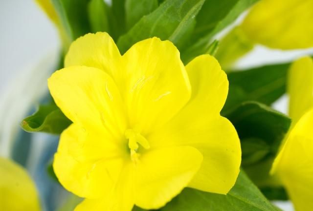 这朵夜来香的颜色是明亮的黄色