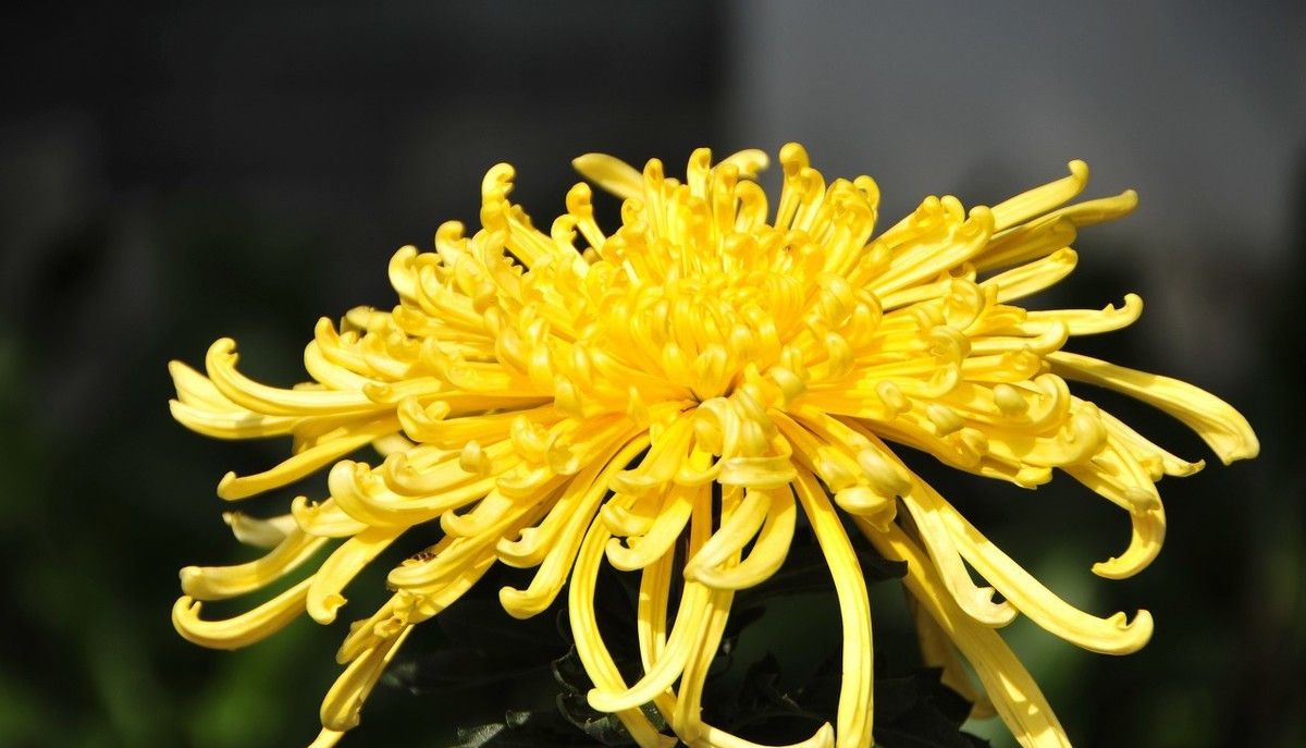 屋檐下的一丛黄菊花,盛开得正好,一朝花绽放,就映