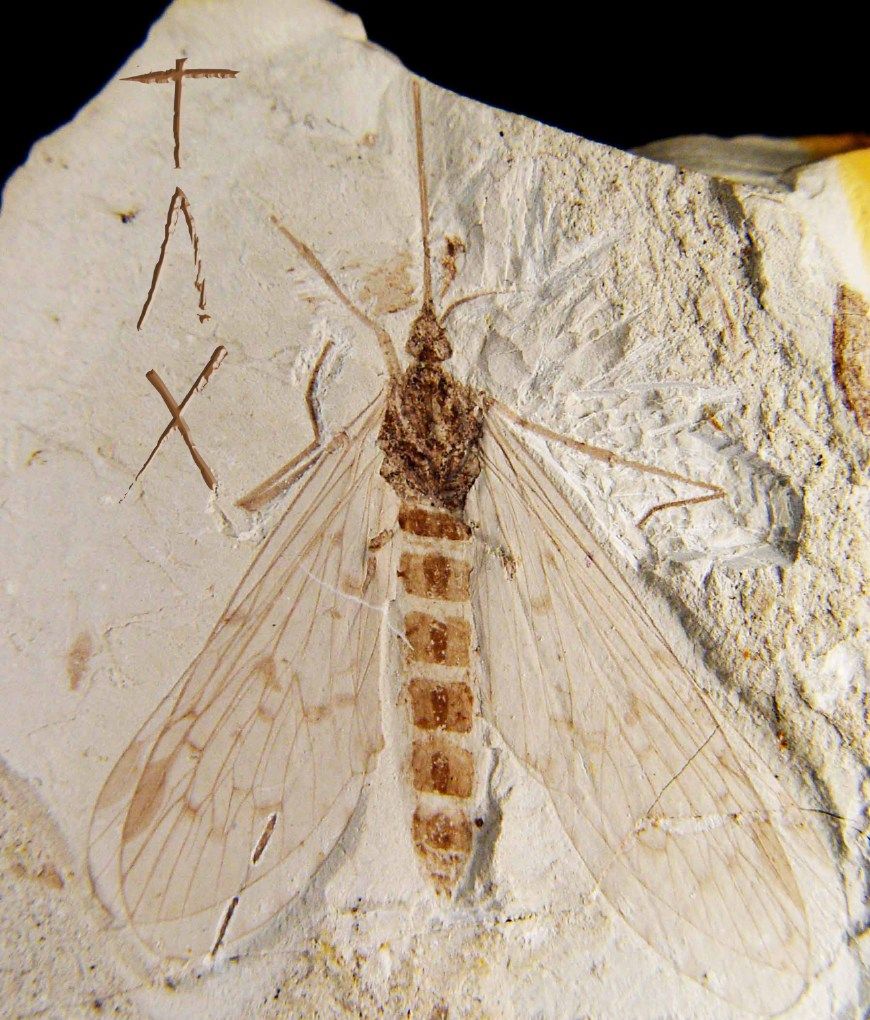 充满血液的蚊子化石,在距离4600万年前死亡的物种的最后一餐之后,被风