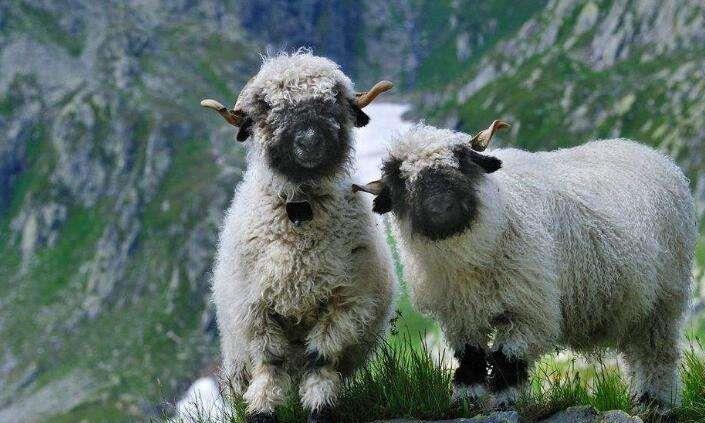 小羊肖恩的原型,头都是黑的,看不见眼睛和嘴巴在哪里!