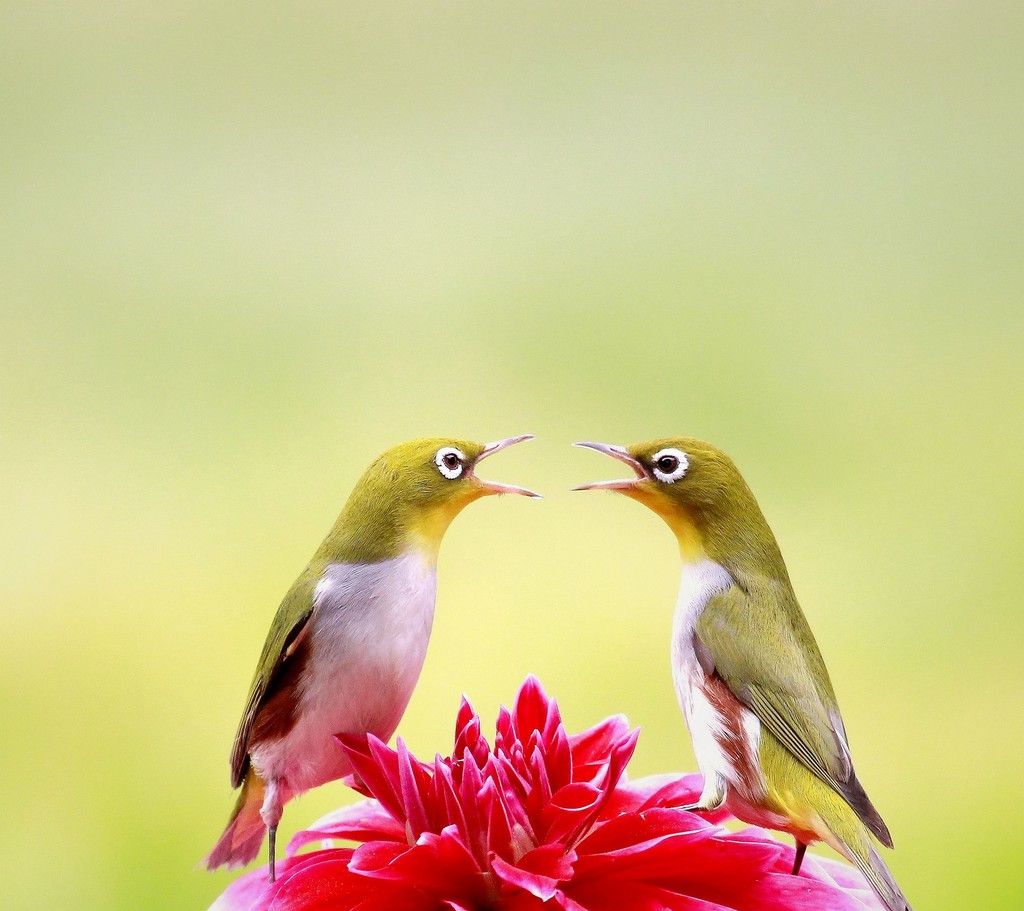 暗绿绣眼鸟的价格不定,从十几到上万的都有,主要取决于品相.