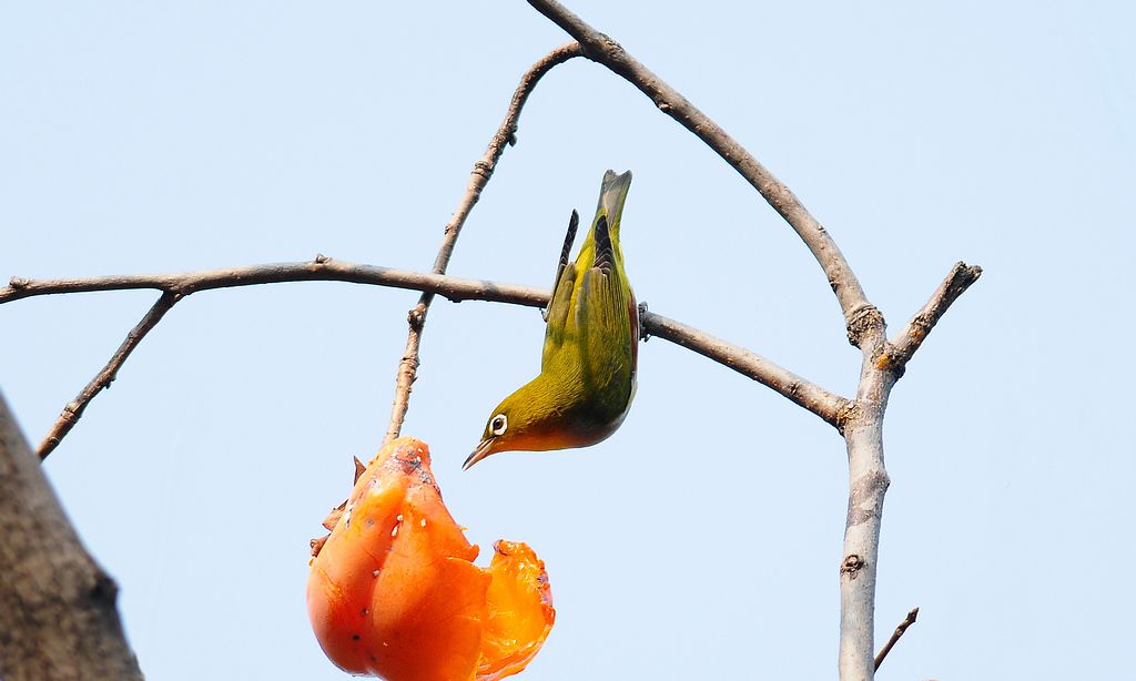 绣眼鸟多少钱一只,理想绣眼鸟的九大品相特征
