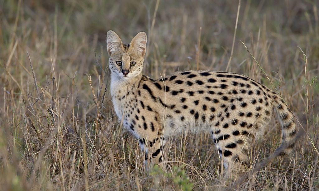 薮猫:南非国宝级宠物,英国皇室的御用宠物
