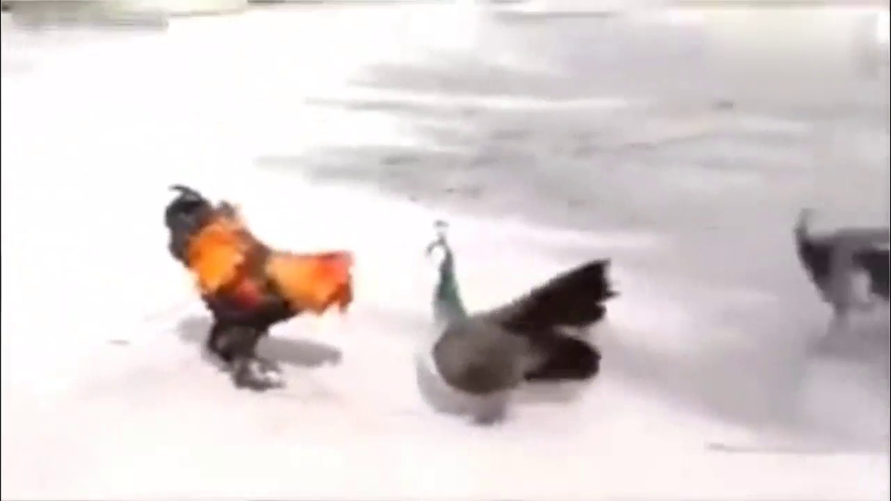 这种是什么鸟竟然连公鸡也不放眼里打起架太霸