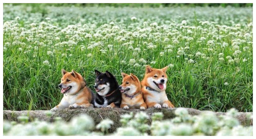 4只柴犬的玩具开箱好壮观! 饲主劝网友:没事不要养太多只