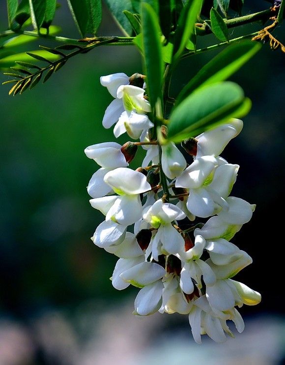 槐树花美而香能食用有凉血止血清肝泻火之功效可以说是佳品