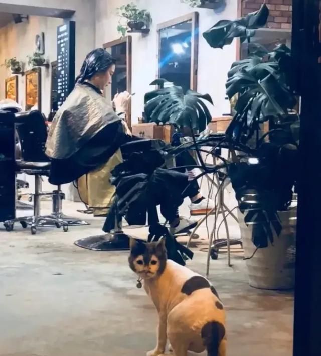 理发店里有只猫咪很奇怪,网友刚想拍照记录,却