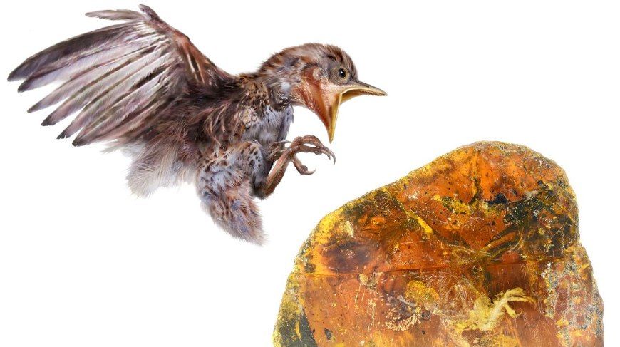 世界上最稀有的几件化石 你见过哪一个