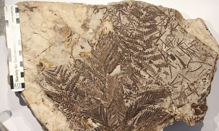 世界上最稀有的几件化石 你见过哪一个