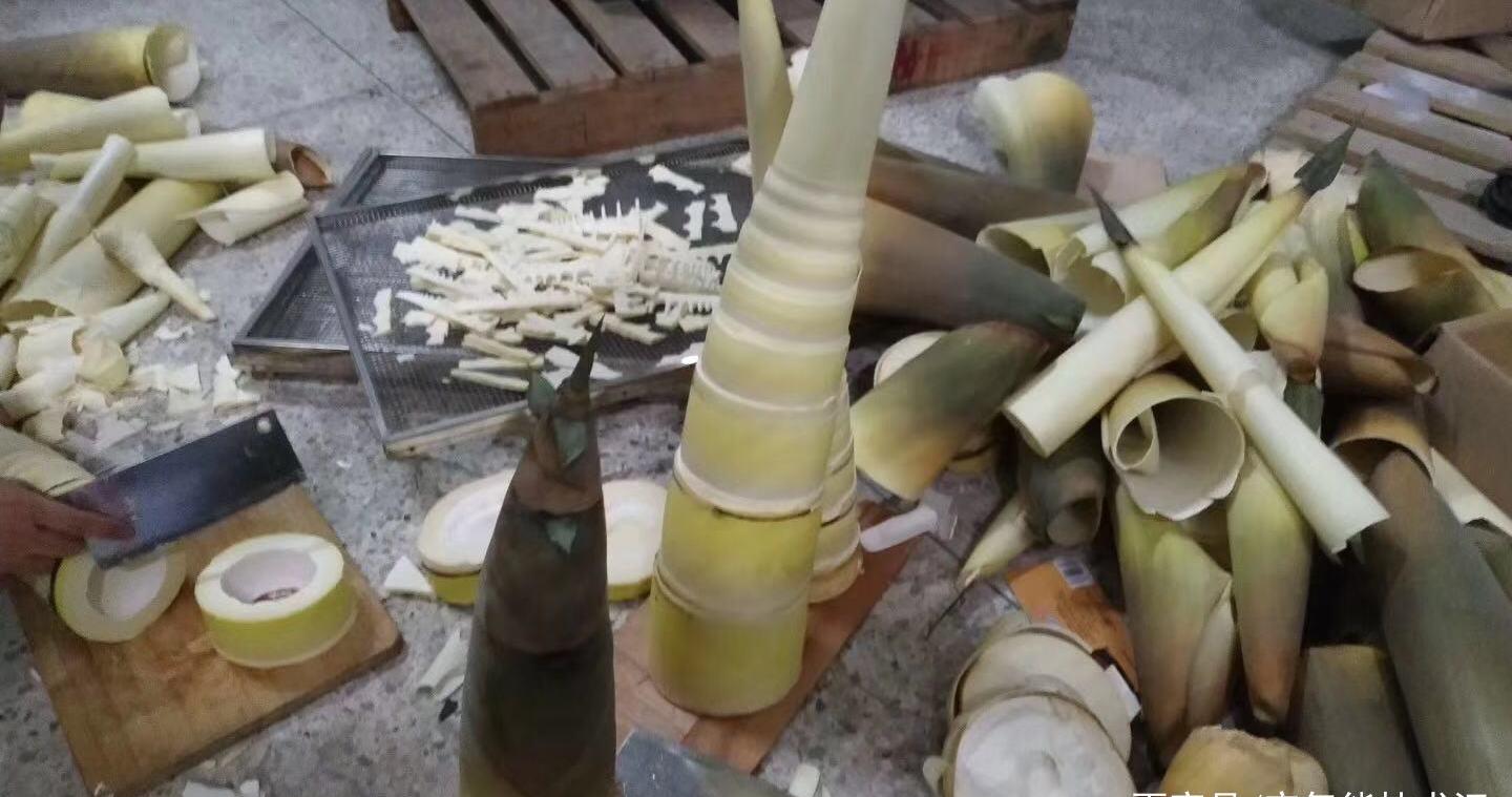 不需要煮的竹笋加工(烘干)工艺,颜色金黄,美味十足,深受喜爱