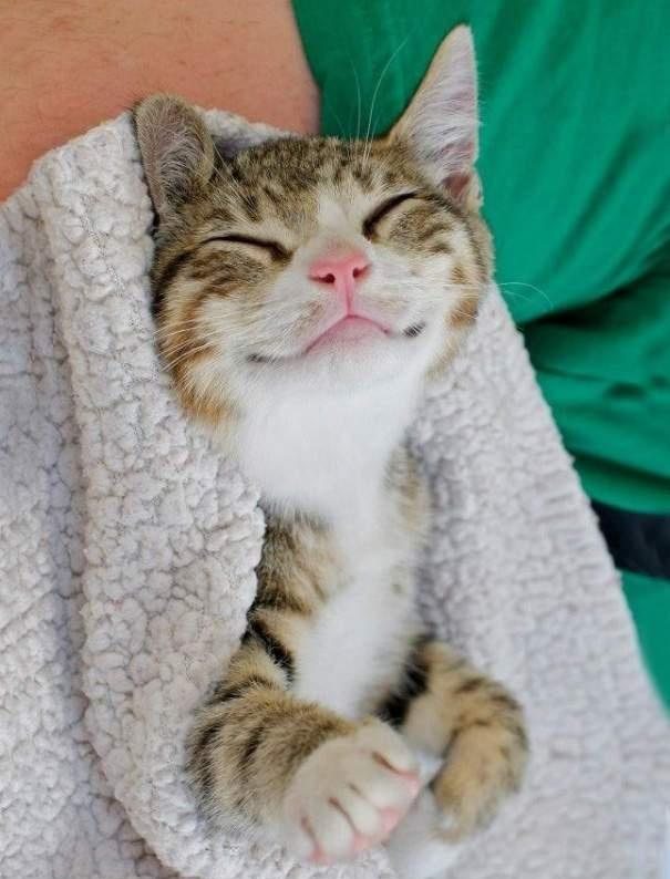 治愈满满的微笑喵星人,萌萌的样子治愈一整天的疲惫|猫咪|猫|微笑