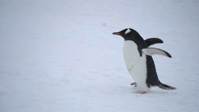 企鹅可还是技术高超的滑雪运动员,遇到紧急情况时,能够迅速卧倒,在