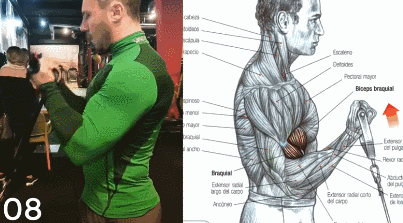 6、俯身哑铃弯举