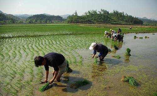 水稻插秧选择晴天或是阴天还会影响产量?关于插秧时间的选择|插秧|水稻|晴天_新浪新闻