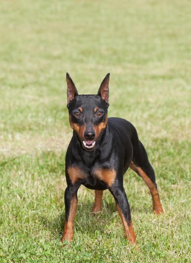 迷你宾莎犬标准图片