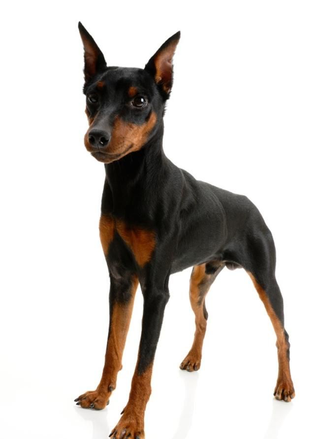 迷你杜宾犬:体型较小活泼好动,自尊心相当强烈,值得主人呵护!