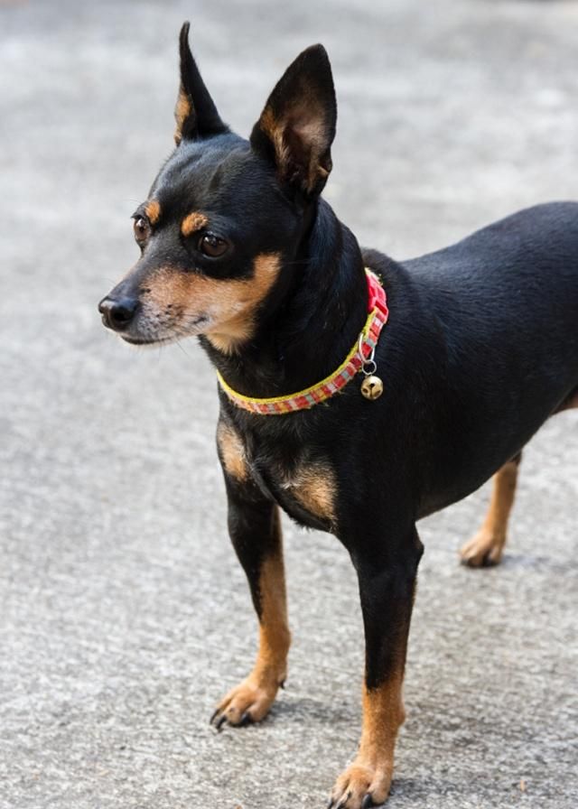 迷你杜宾犬:体型较小活泼好动,自尊心相当强烈,值得主人呵护!