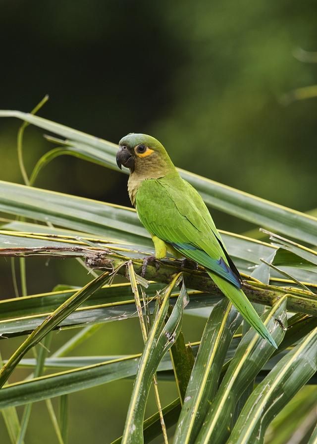 太平洋鹦鹉你们见过吗它鸟喙强劲有力喙钩曲体积小巧