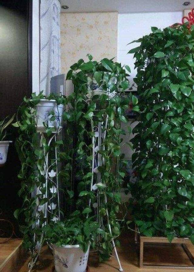 表姐出去旅游半月没回家绿萝竟爬满了整个客厅