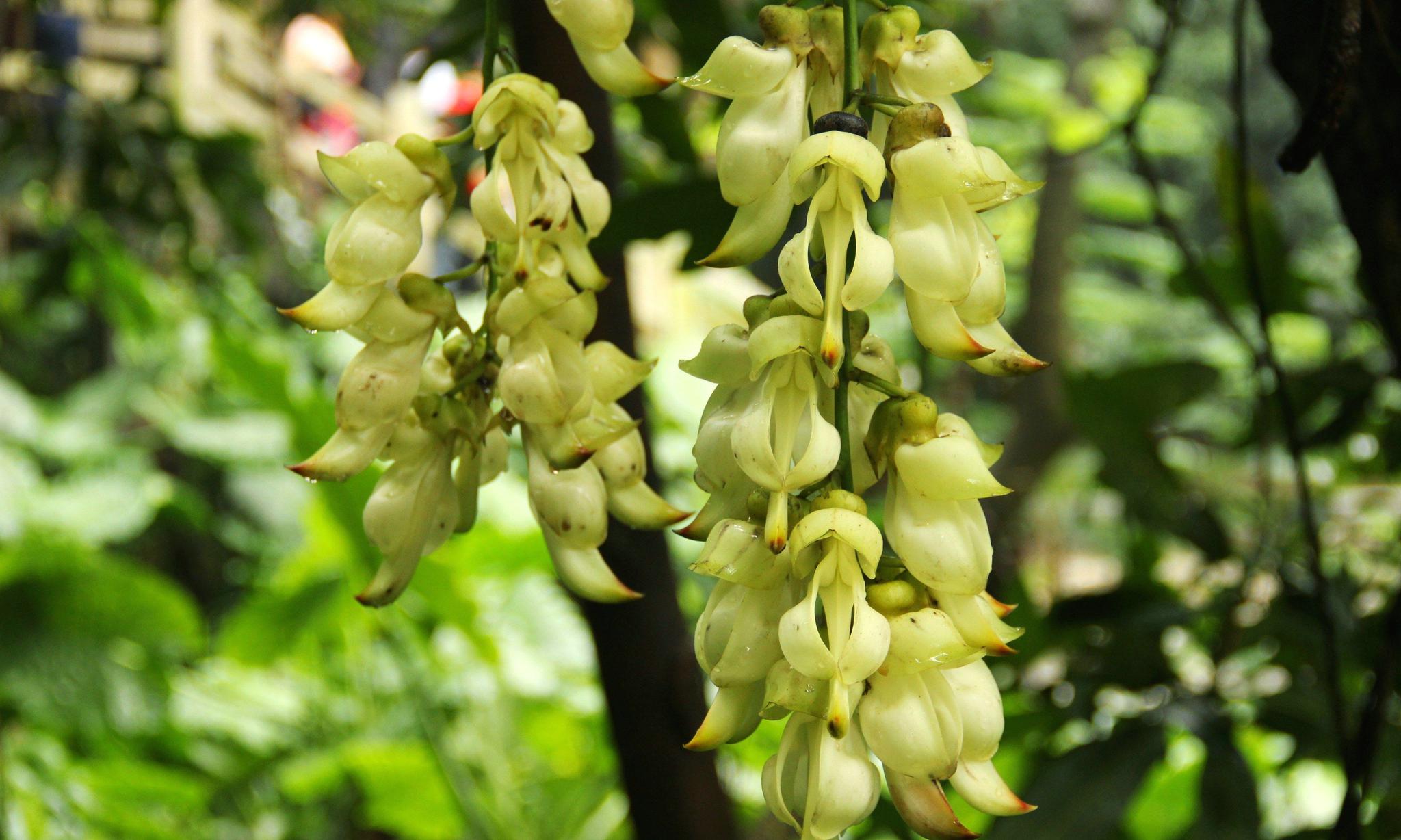 东莞清溪禾雀花开了!_高清图集_新浪网