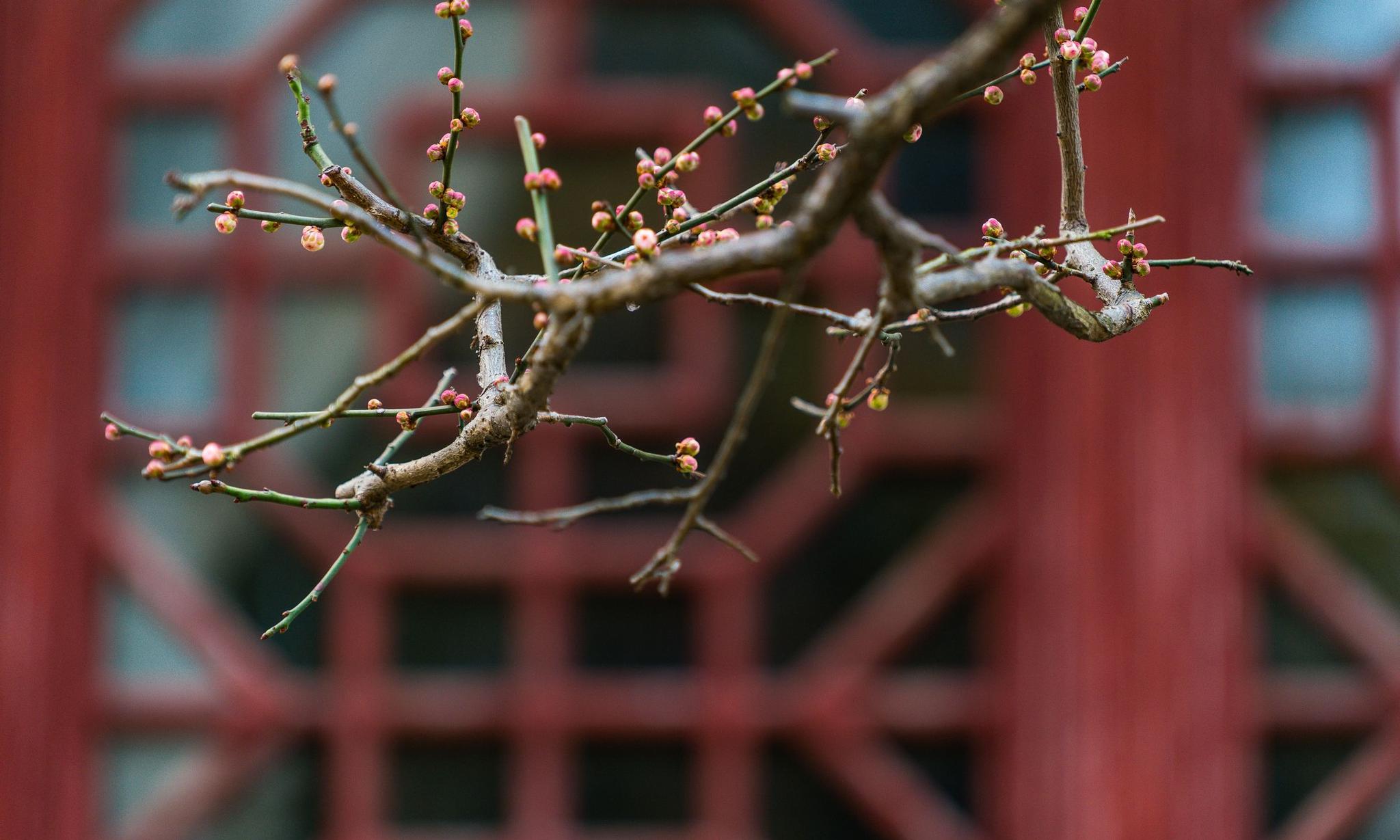 墙角数枝梅凌寒独自开梅影寻踪诗画合璧的梅花图集