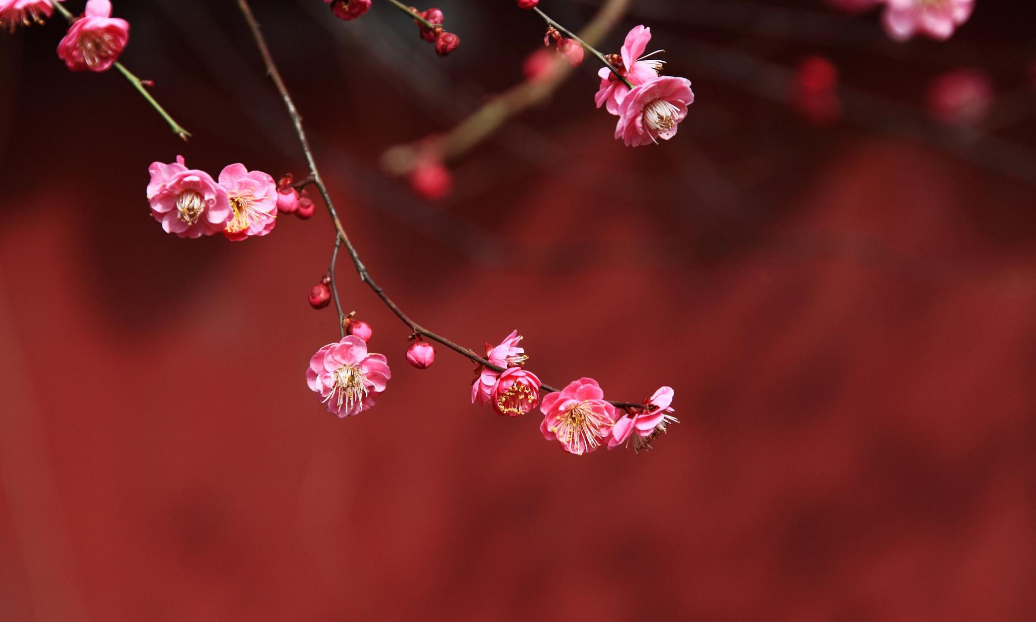 凌寒独自开—梅影寻踪,诗画合璧的梅花图集|早梅|词人|红梅_新浪新闻