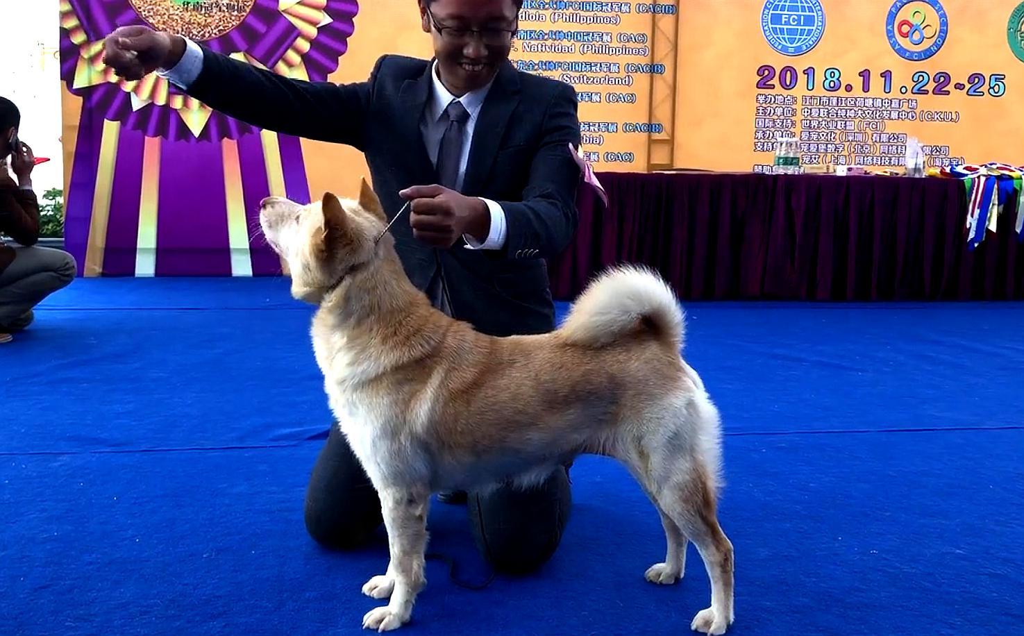 中华田园犬夺冠cku它们不再是肉狗新名字中华唐犬